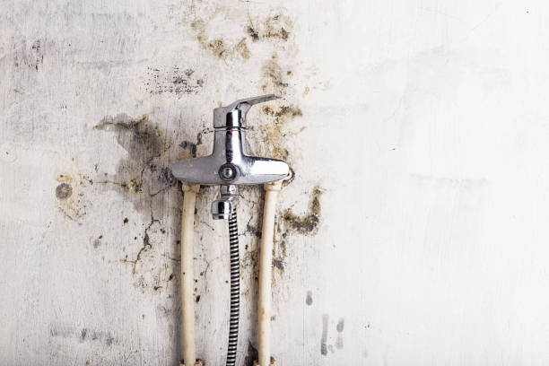 Best Black Mold Removal  in La Plata, MD